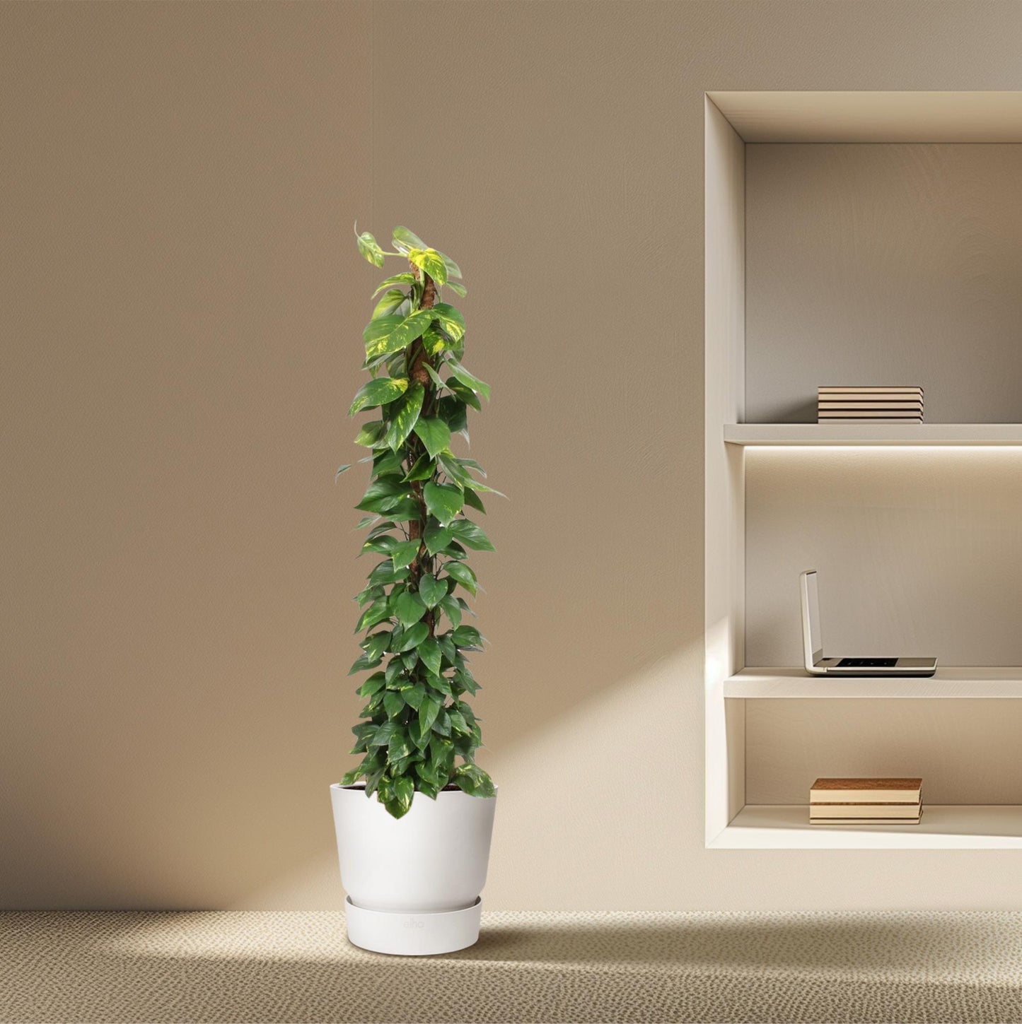 Efeutute 'Golden Pothos' – 180 cm am Moosstab