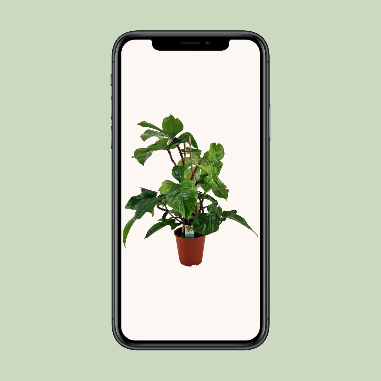 Philodendron Squamiferum - Ø19cm - ↕75cm