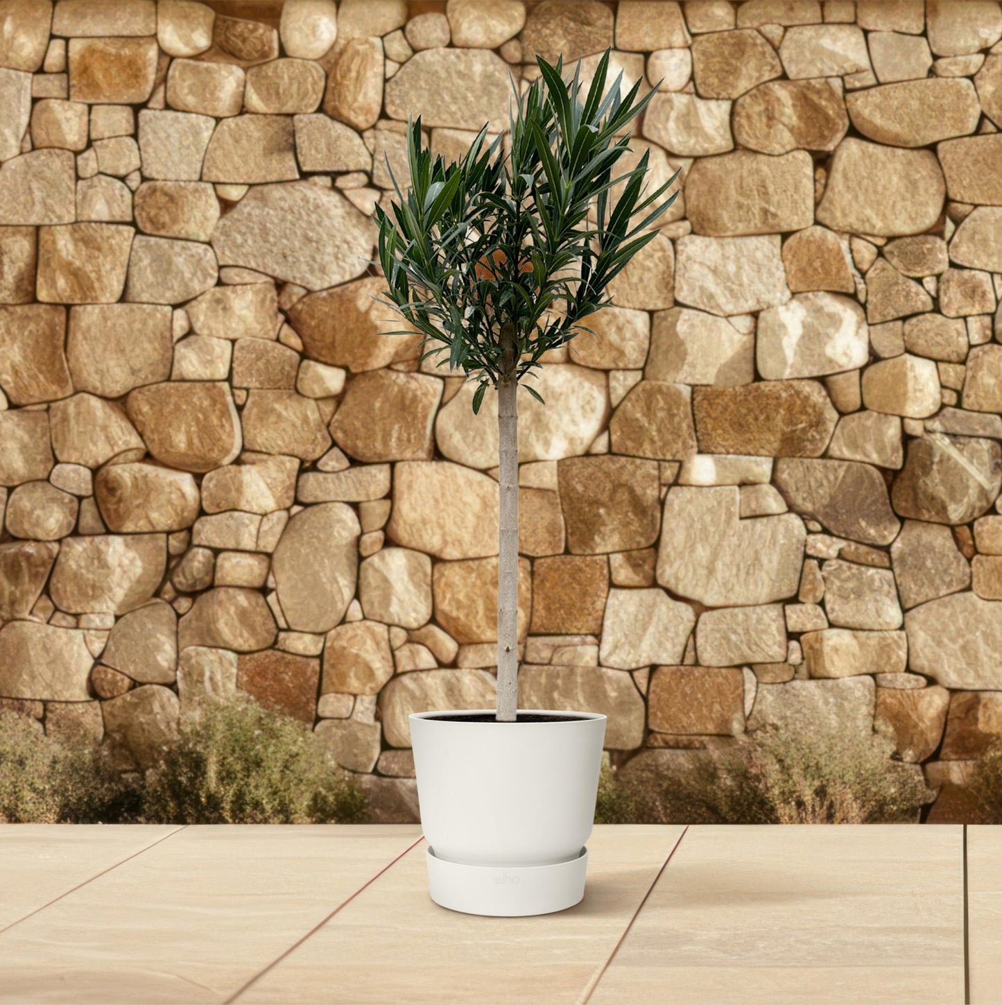 Oleander Stamm weiß – 170 cm – Mediterrane Kübelpflanze