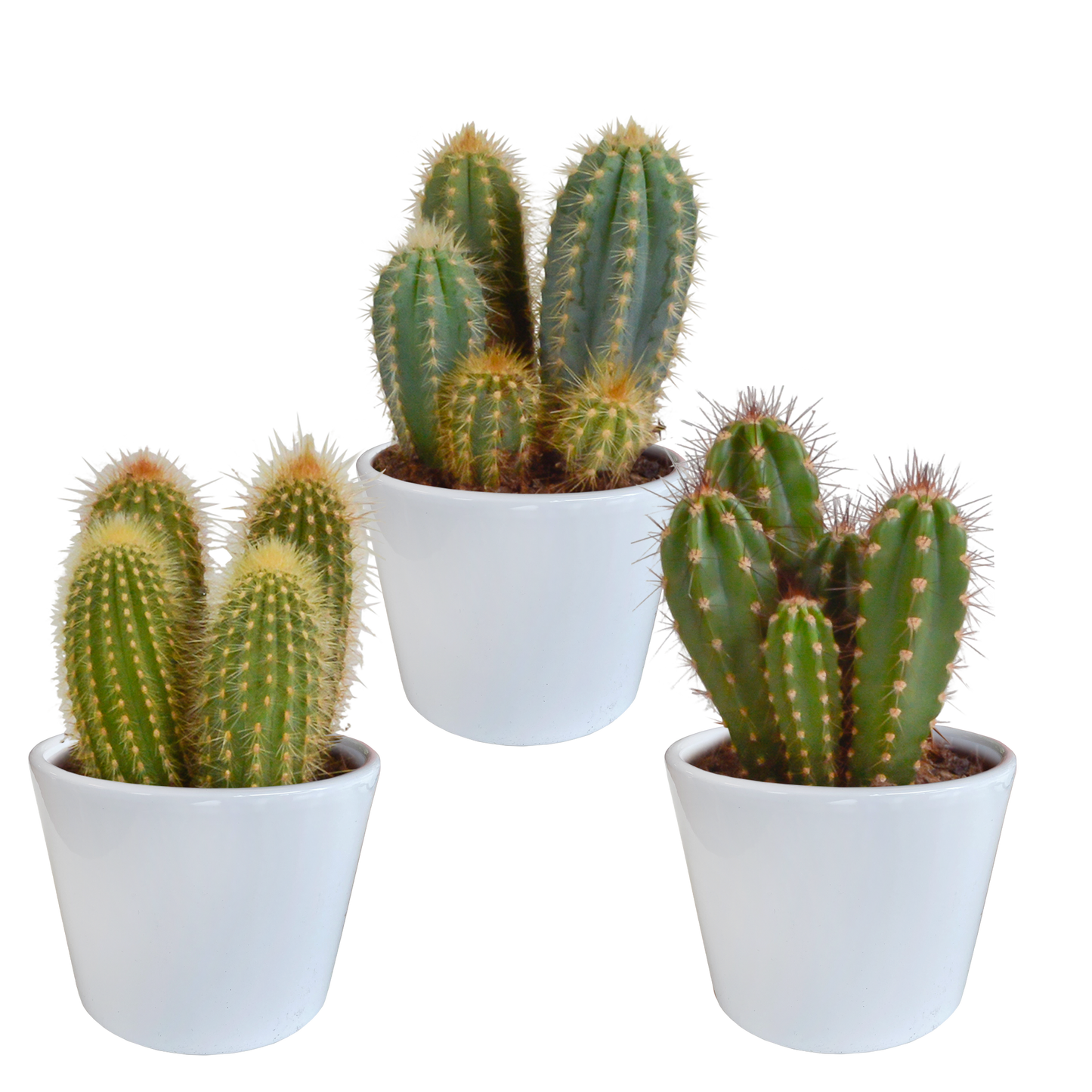 Säulenkaktus Mix 3er Set – Pflegeleichte Kakteen 15-25 cm