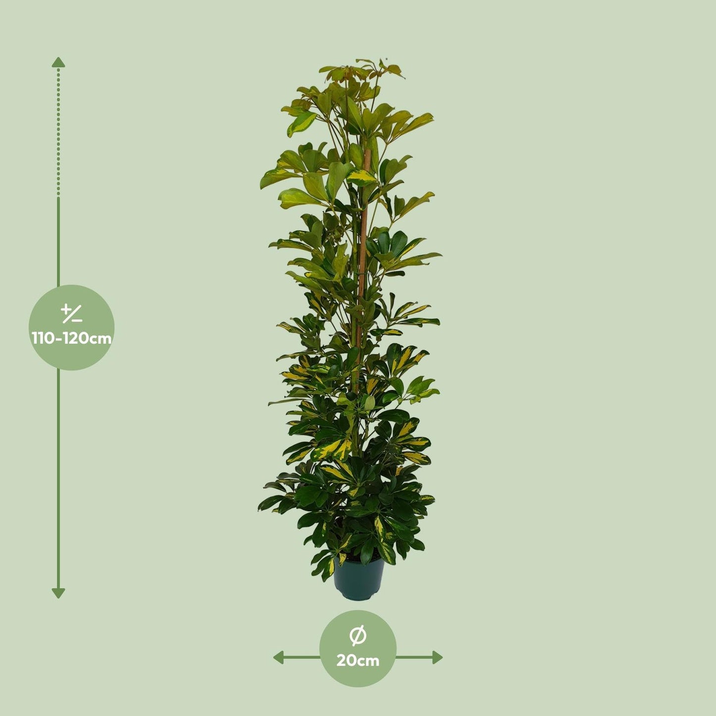 Schefflera Arboricola Gerda - Ø20cm - ↕90cm