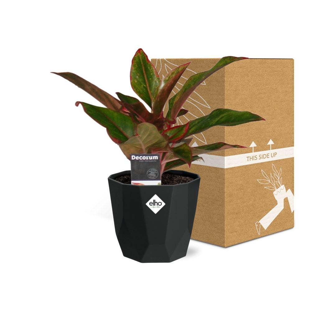 Aglaonema Crete in 14cm b.for rock living black