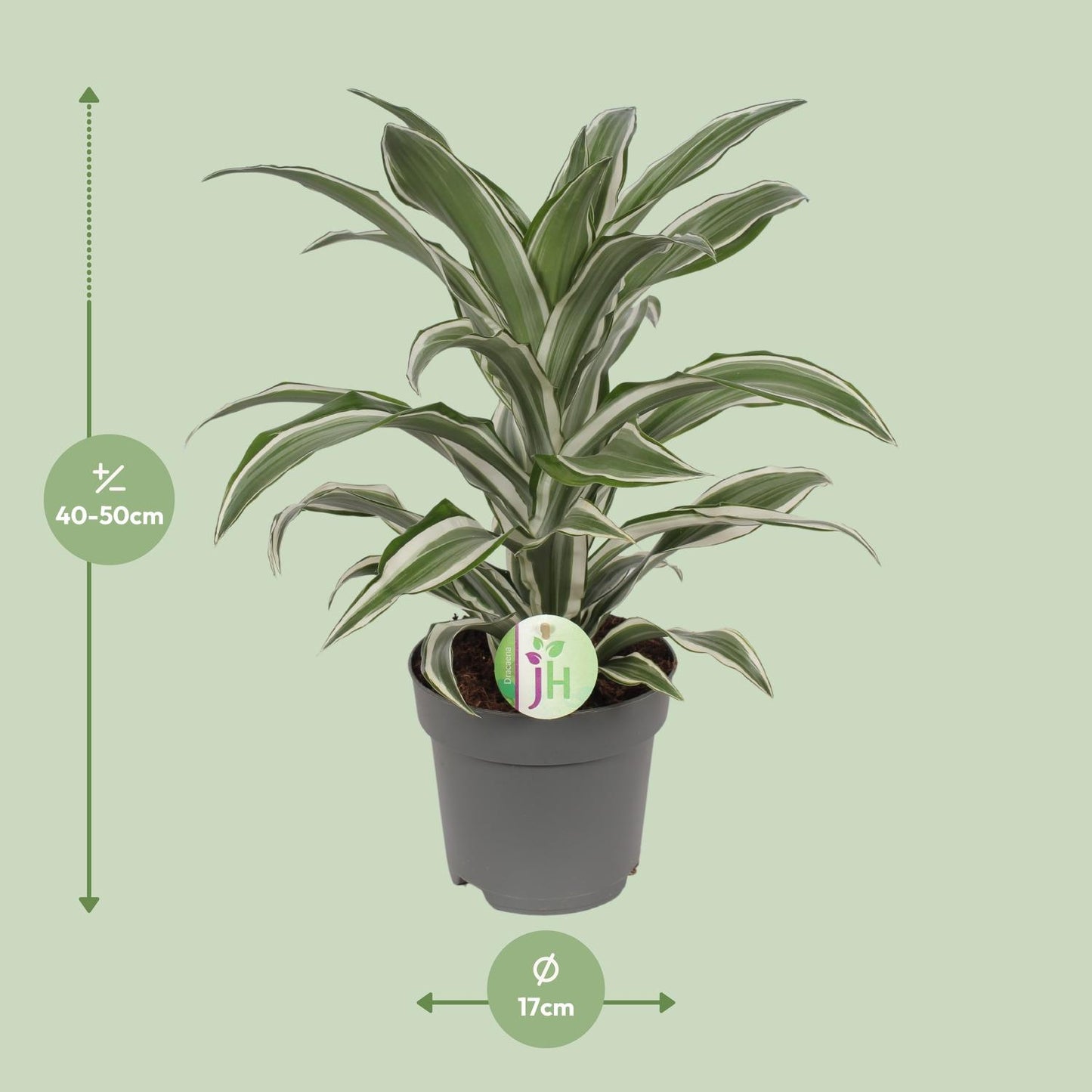 Dracaena Fragrans weiß - Ø17cm - ↕40cm