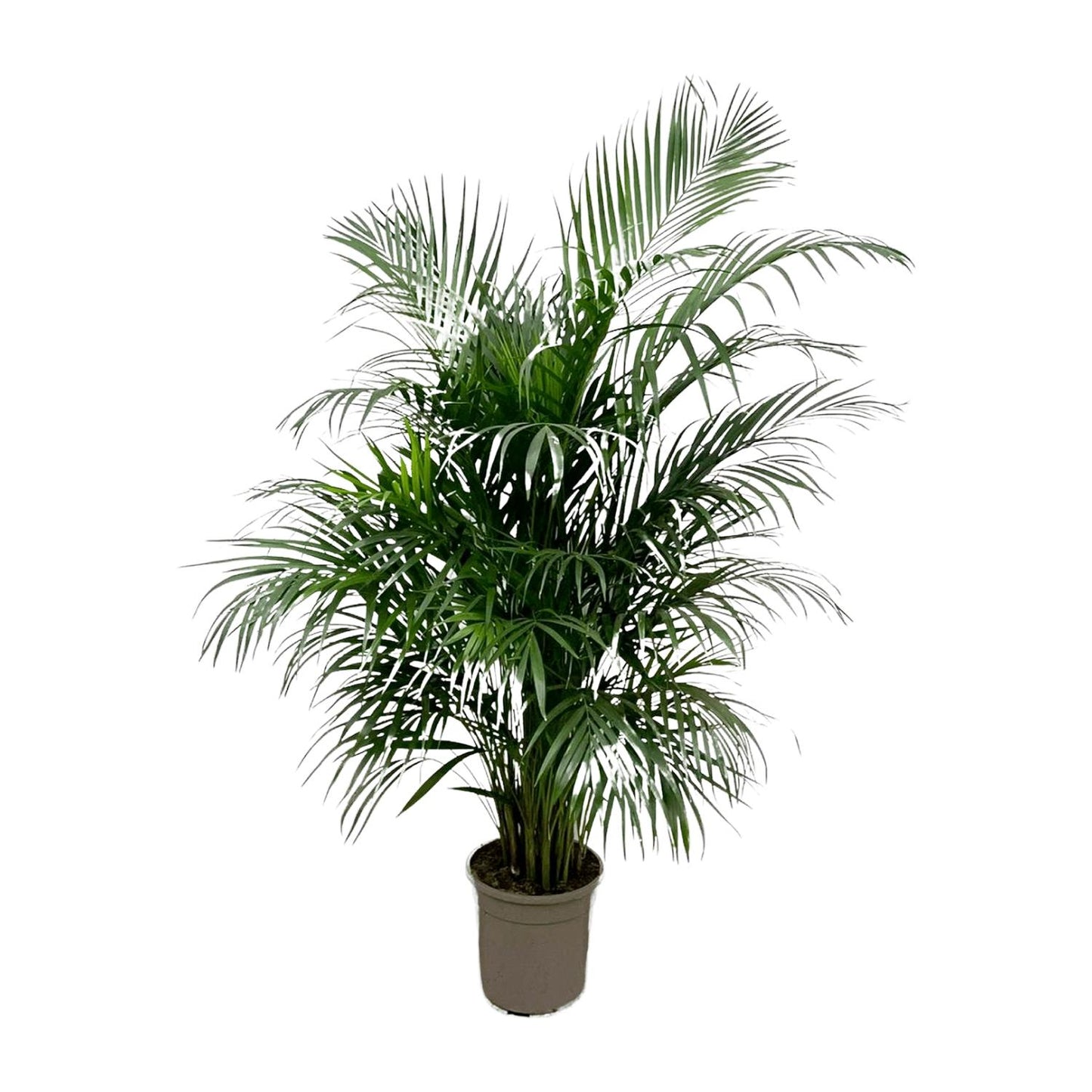 Goldfruchtpalme 150 cm – Tropische Eleganz für Zuhause