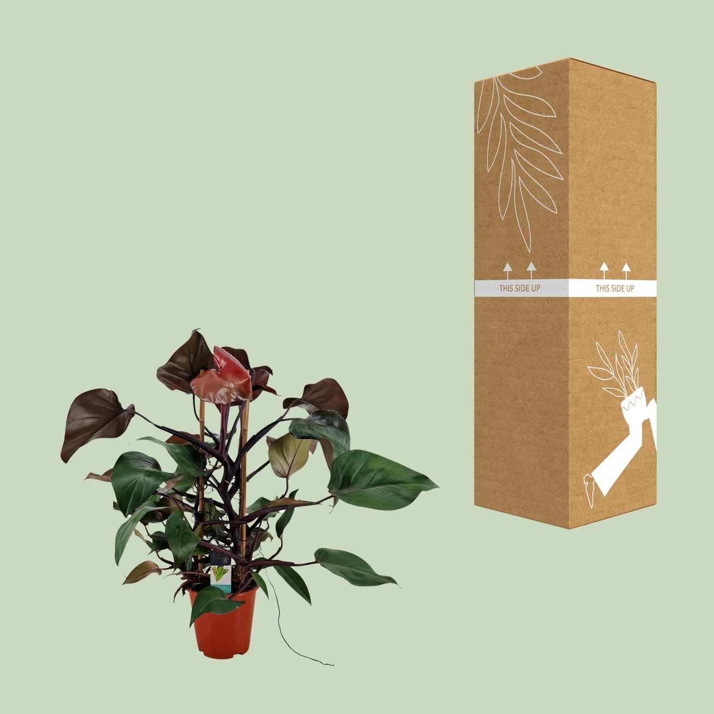 Philodendron Ruby Pyramide - Ø19cm - ↕75cm