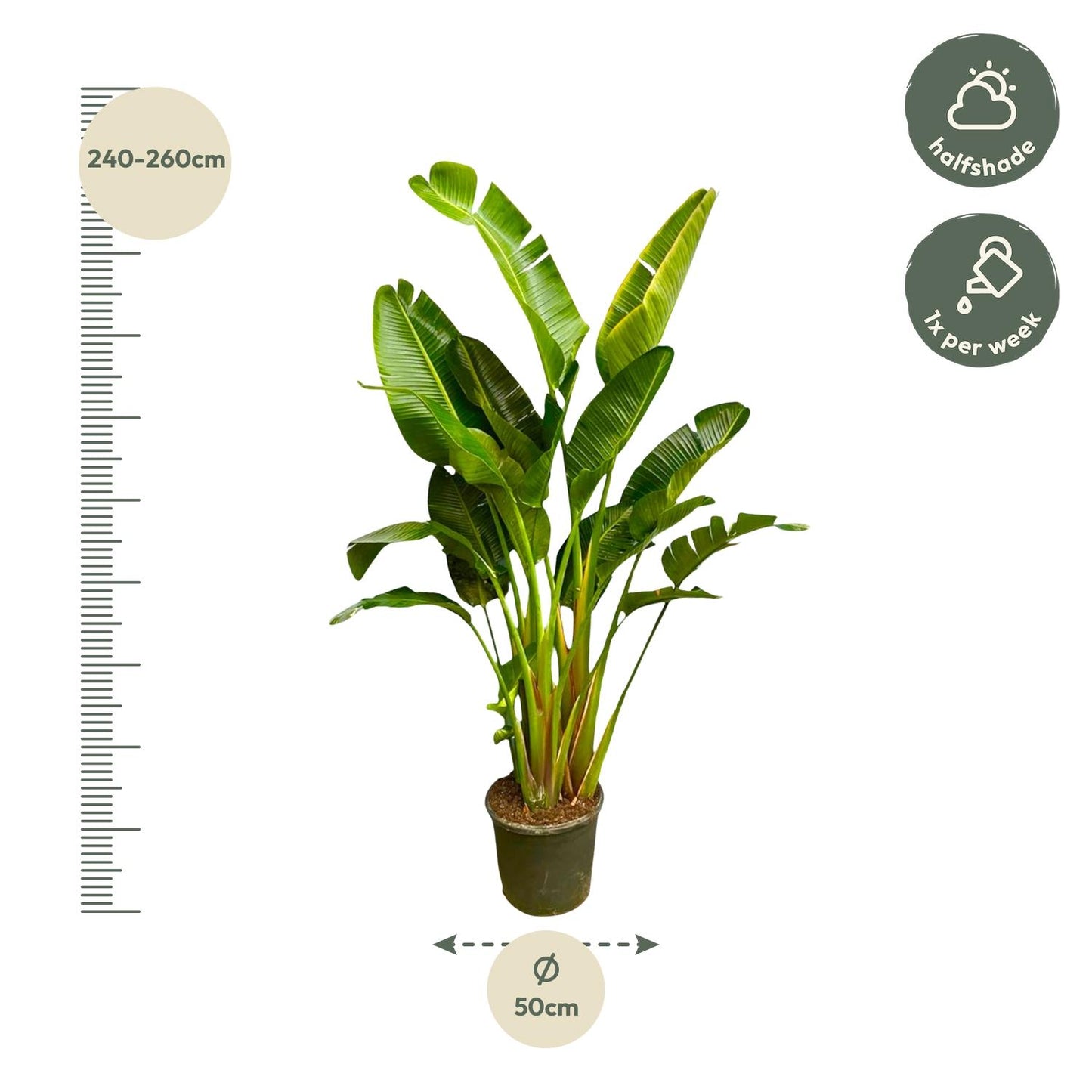 Weißer Paradiesvogel XXL – Strelitzia Augusta 250cm
