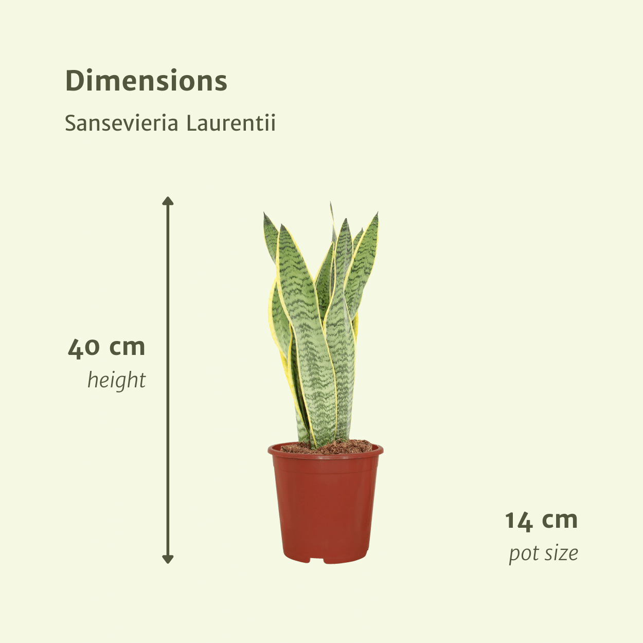 2x Sansevieria Laurentii - Frauenzunge - 40cm - ø14