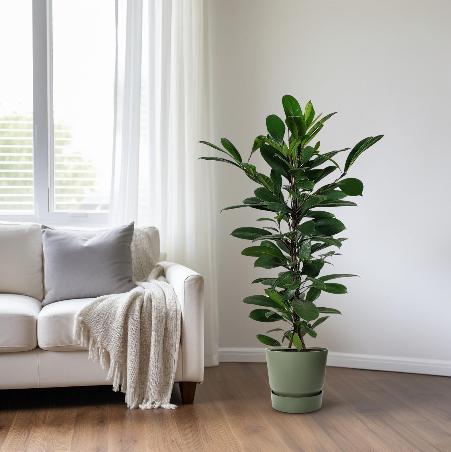 Ficus Cyathistipula - Ø21cm - ↕100cm