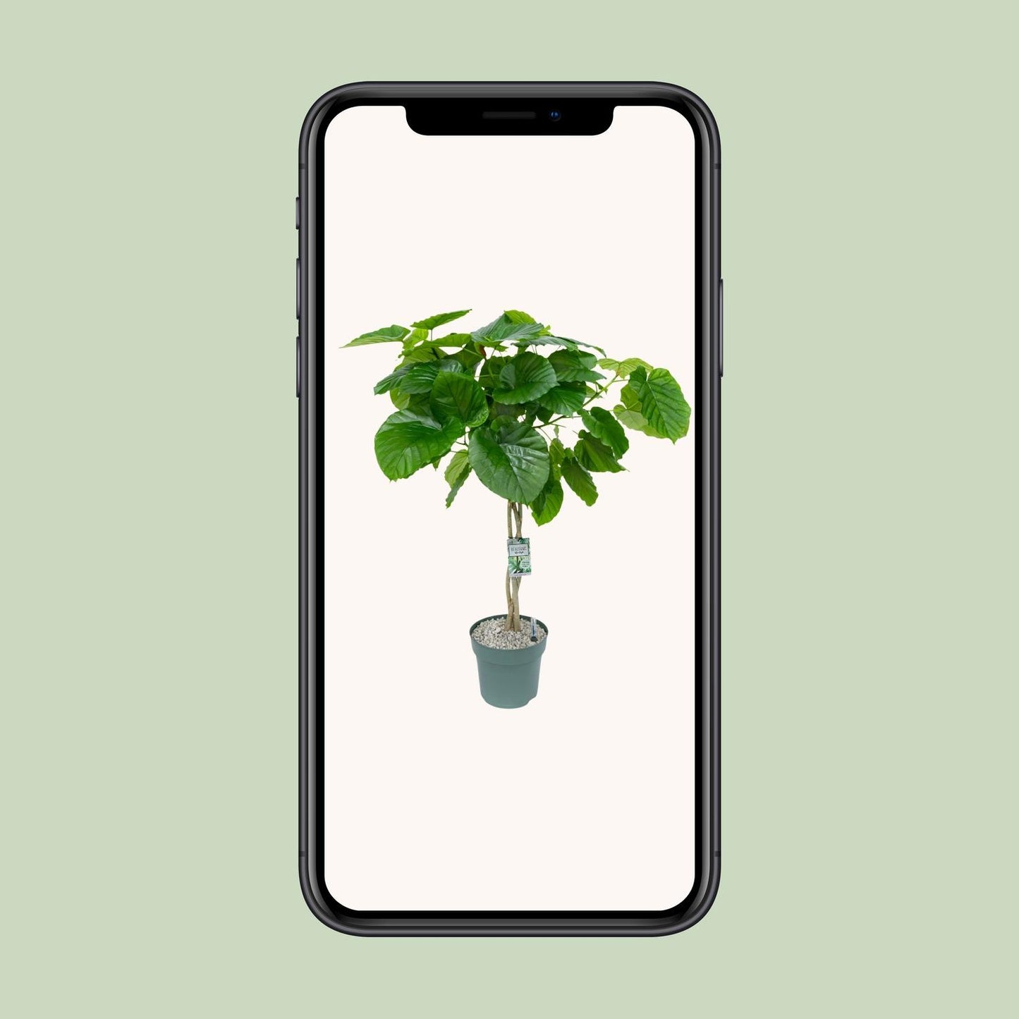 Ficus Umbellata (Gevlochten) - Ø27cm - ↕120cm