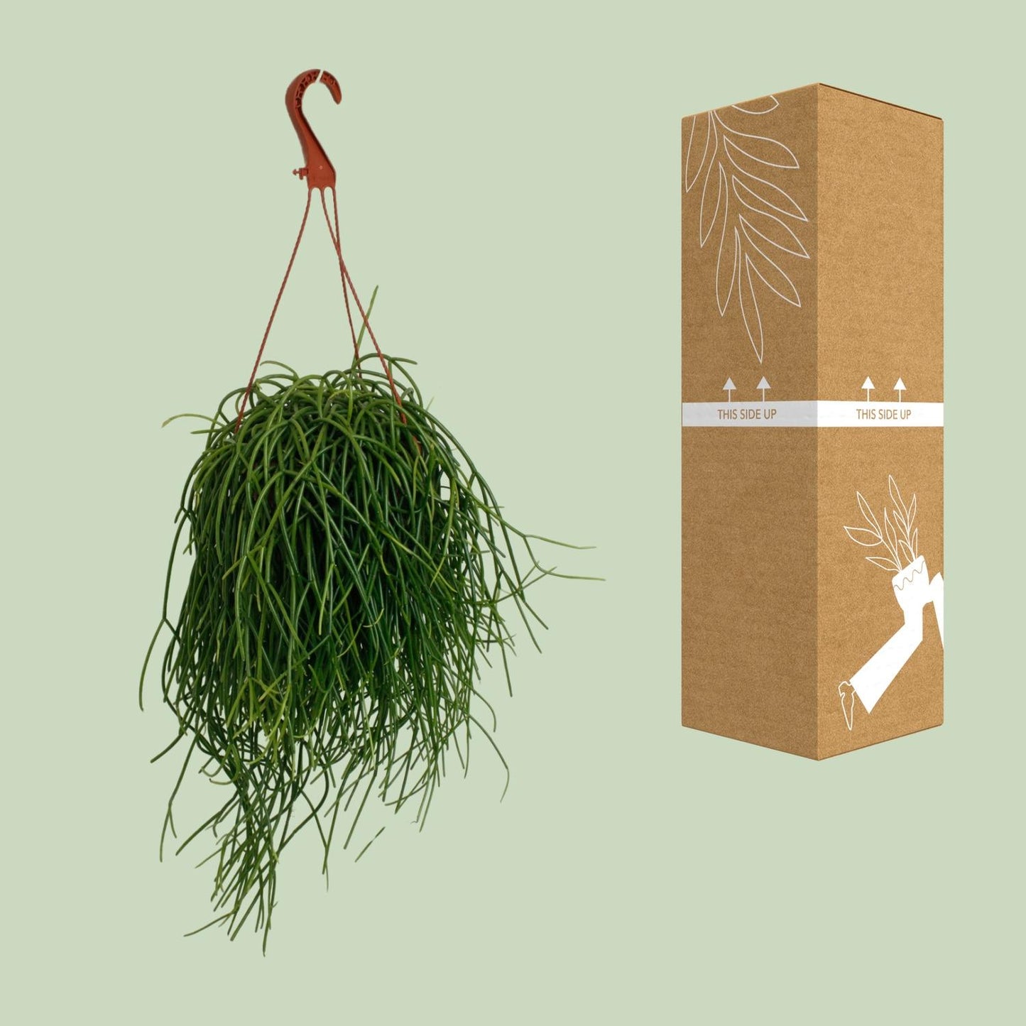 Rhipsalis Shaferi - Ø17cm - ↕45cm