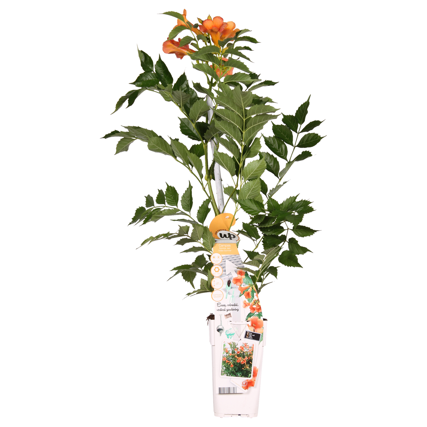 Campsis Indian Summer - Trompetenblume Orange - Ø15cm - ↕65cm - Ø15 - ↨65cm