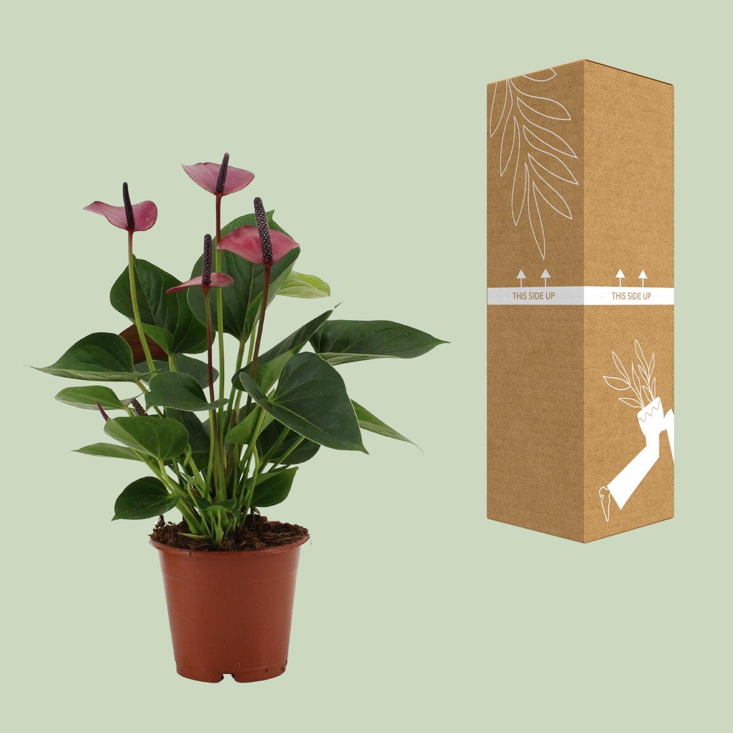 Anthurium Baby Purple In Transparant Sleeve - Ø12cm - ↕36cm