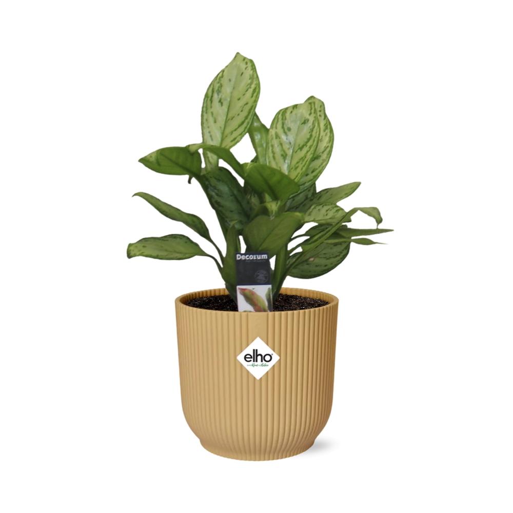 Aglaonema Christina in ELHO Vibes Fold 14cm geel