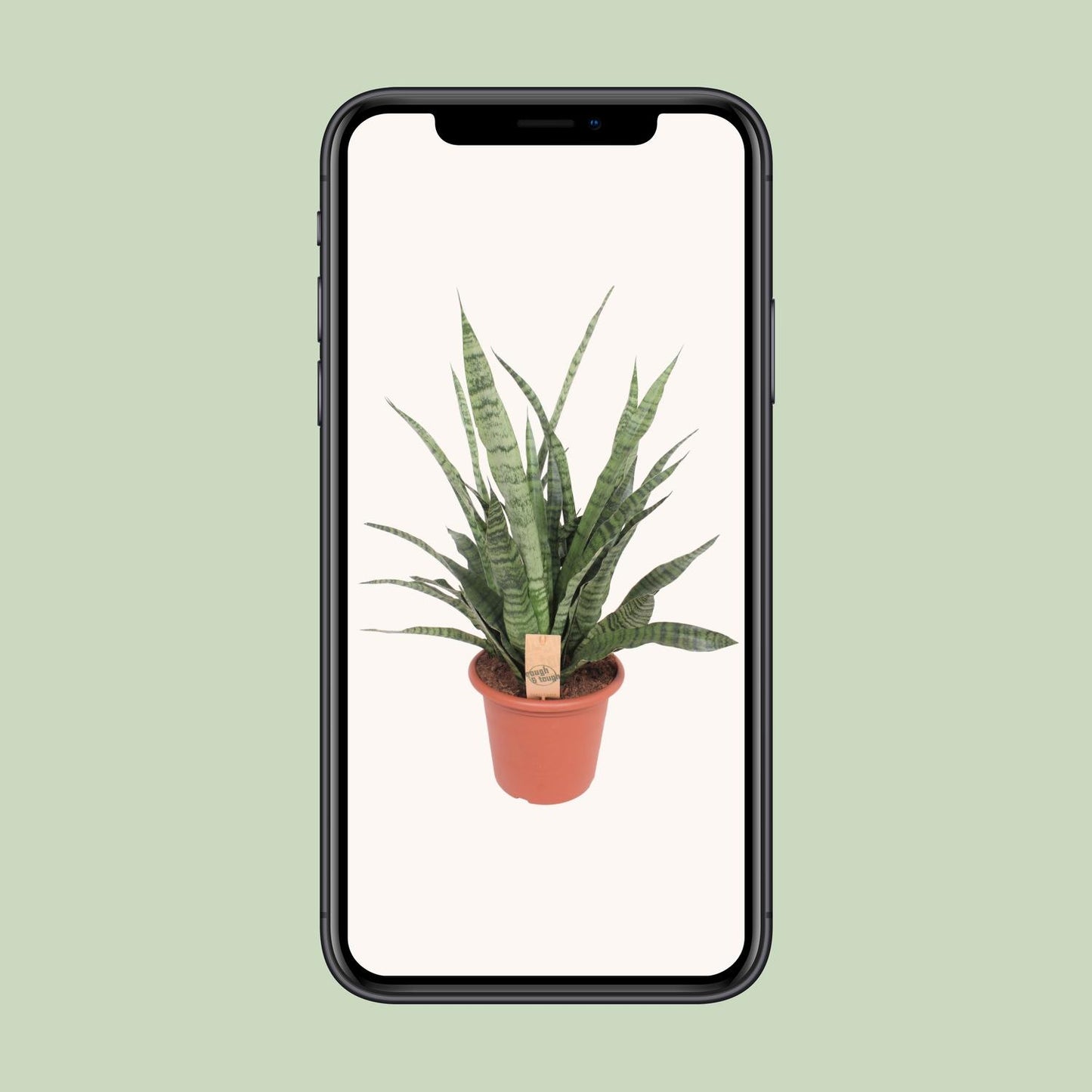 Sansevieria Diamond Green - Ø25cm - ↕80cm