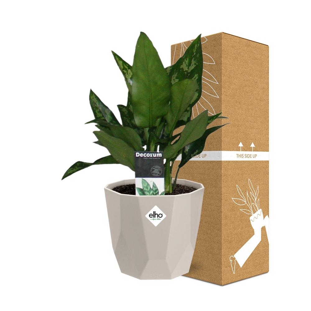 Aglaonema Maria in ELHO b.for rock 14 cm warm grey