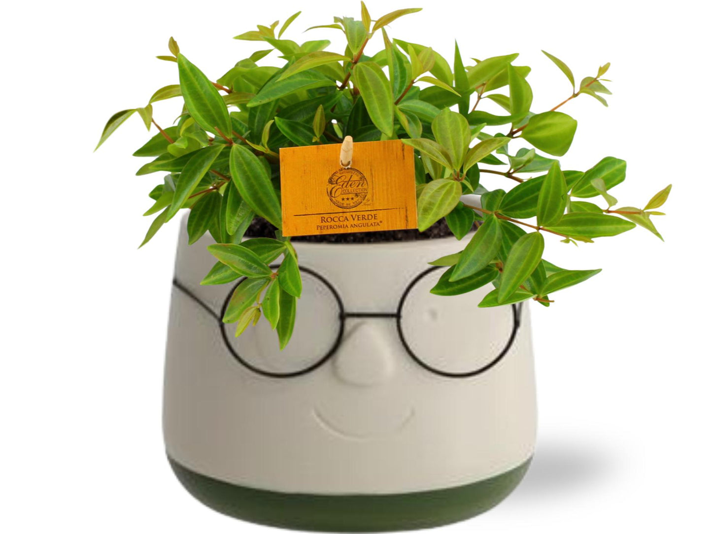 Peperomia Ang. Rocca Vivace - Ø11cm - ↕15cm + Pot Bril D12x9cm - Grün