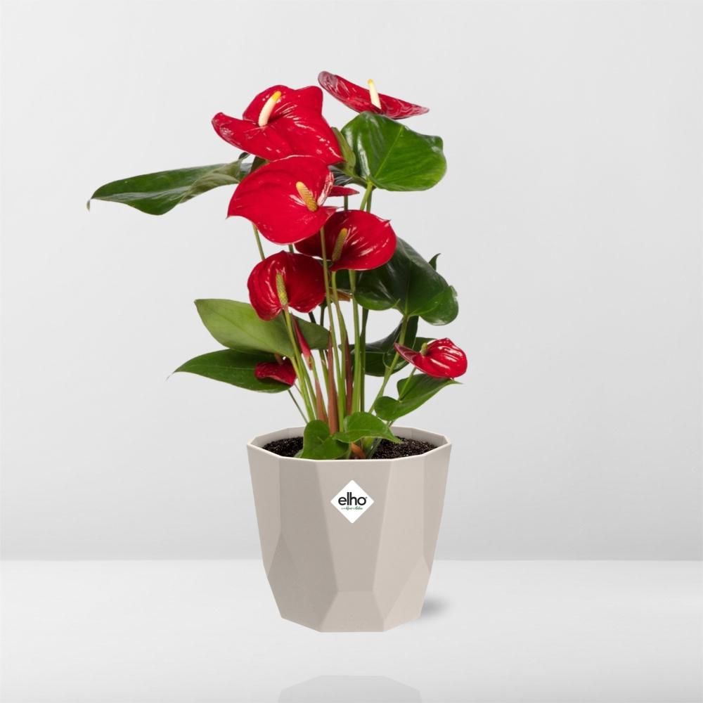 Anthurium Red 12cm in ELHO b.for rock 14 cm warm grey