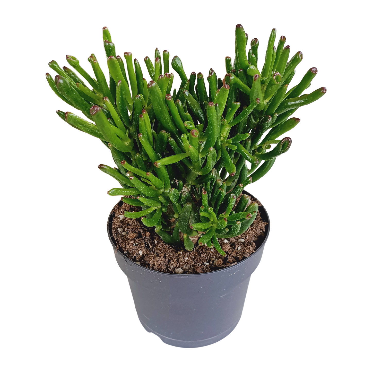 Gollum Jade 17 cm – Fingerstrauch Sukkulente Rarität
