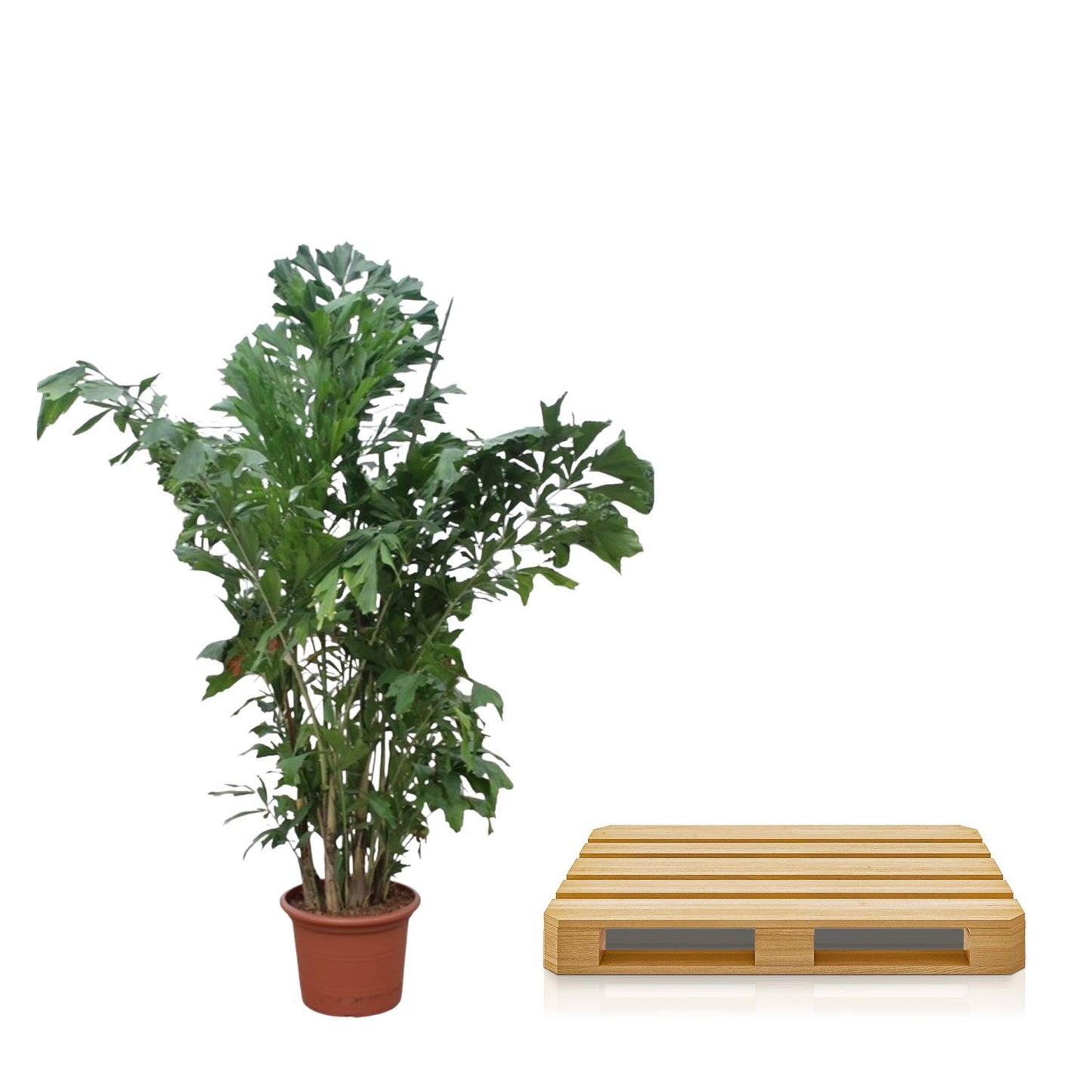Fischschwanzpalme 220 cm – Exotische Zimmerpflanze