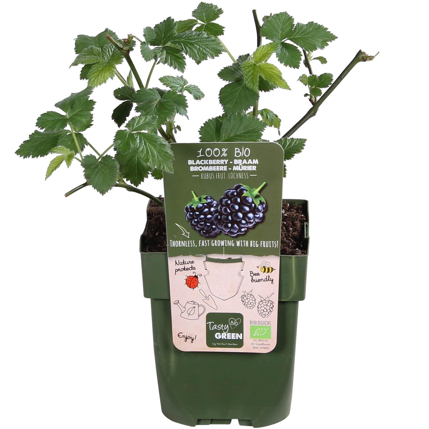 Rubus Lochness - Ø13cm - ↕45cm