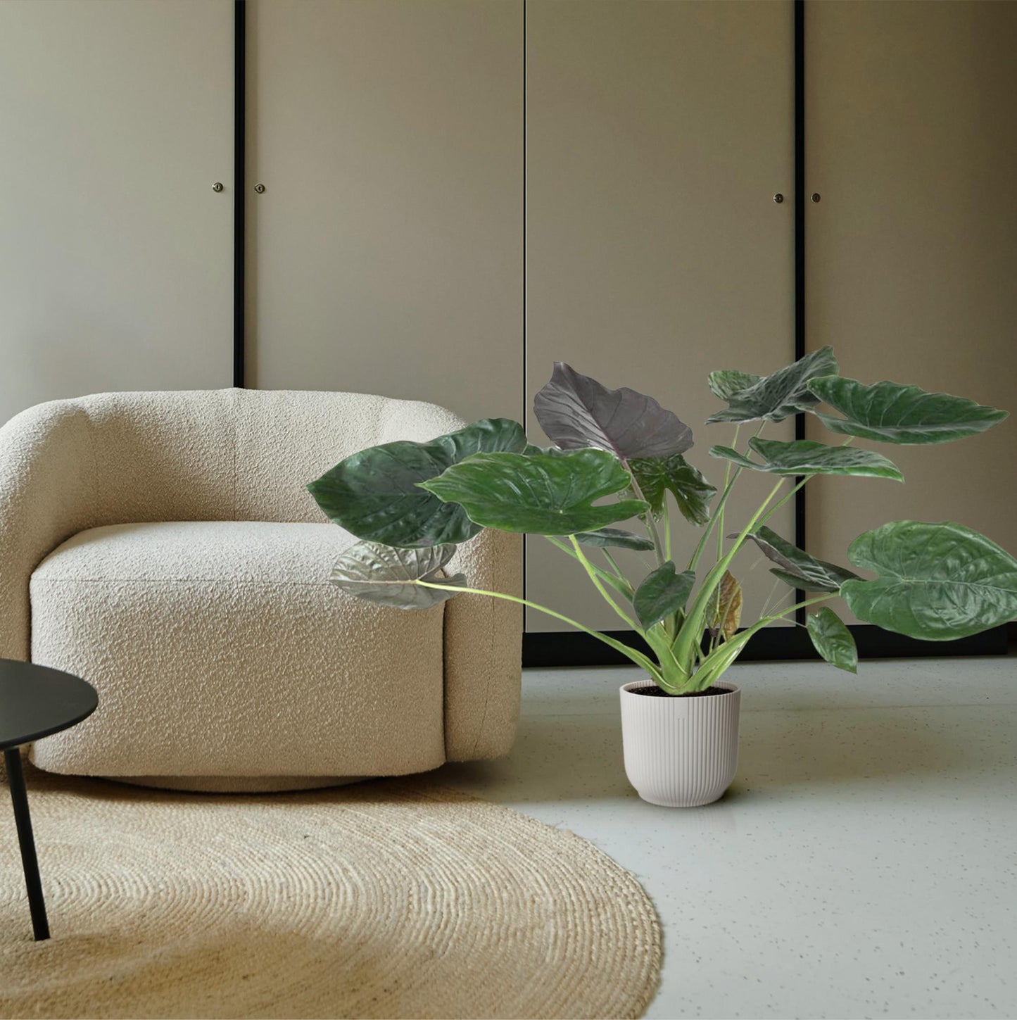 Pfeilblatt Alocasia Wentii – 120 cm dekorative Zimmerpflanze