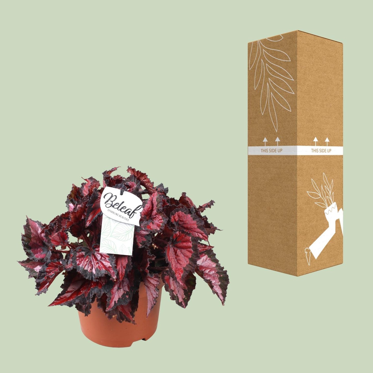 Begonia Beleaf Inca Night - Ø17cm - ↕35cm