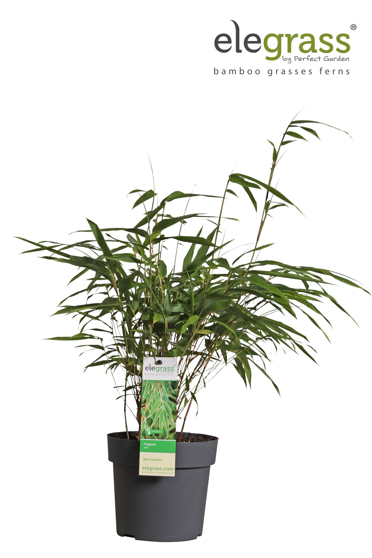 Fargesia rufa - Ø29cm - ↕80cm - Ø14 - ↨40cm