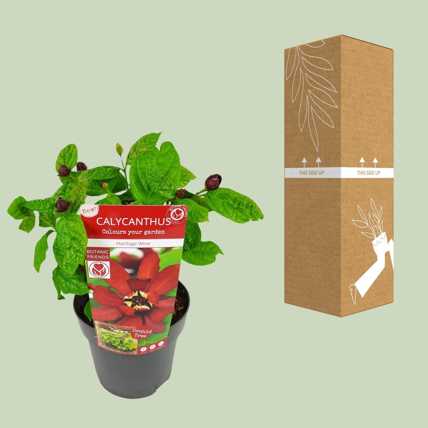 Sinocalycanthus 'Hartlage Wine'® - Ø19 - ↨30cm