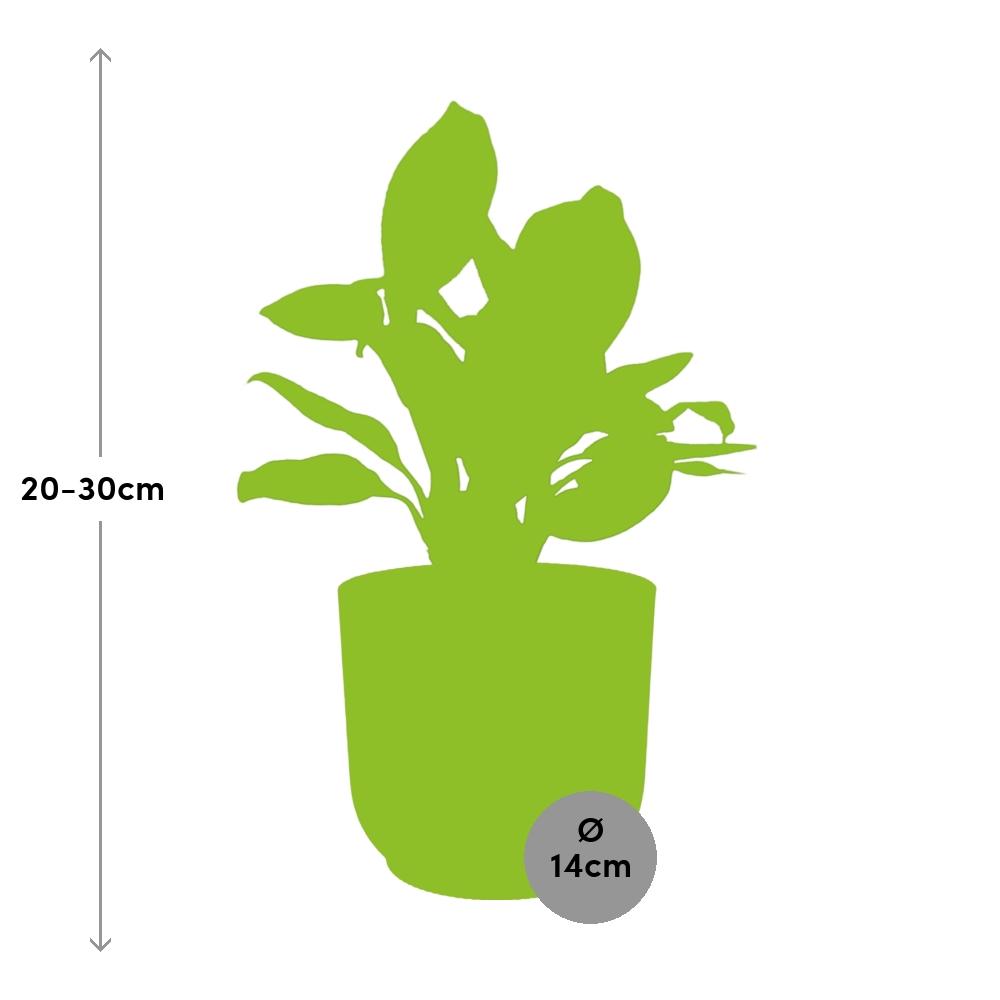 Aglaonema Christina in ELHO Vibes Fold 14cm roze