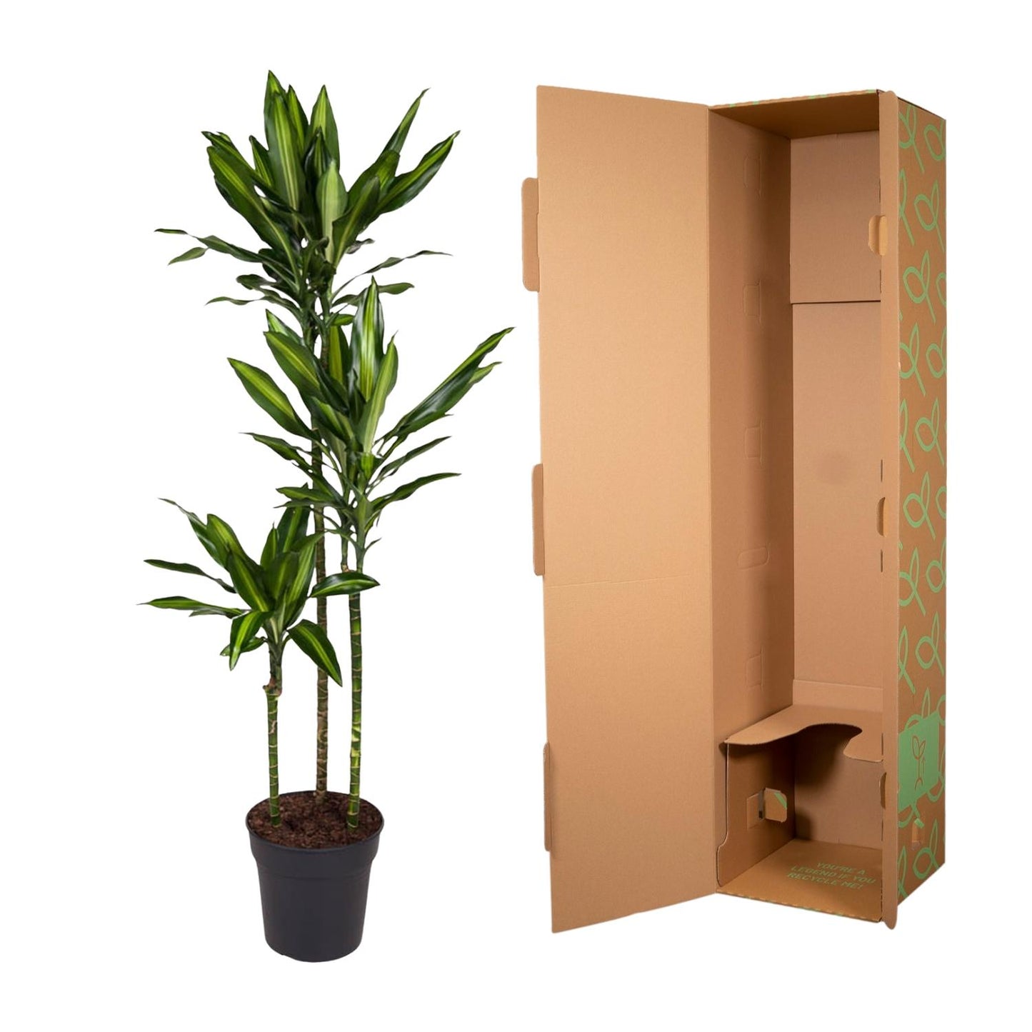Drachenbaum Cintho – Stilvolle, pflegeleichte Zimmerpflanze 160 cm