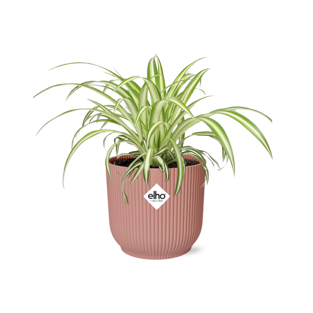 Chlorophytum Comosum Variegatum in ELHO Vibes Fold 14cm roze