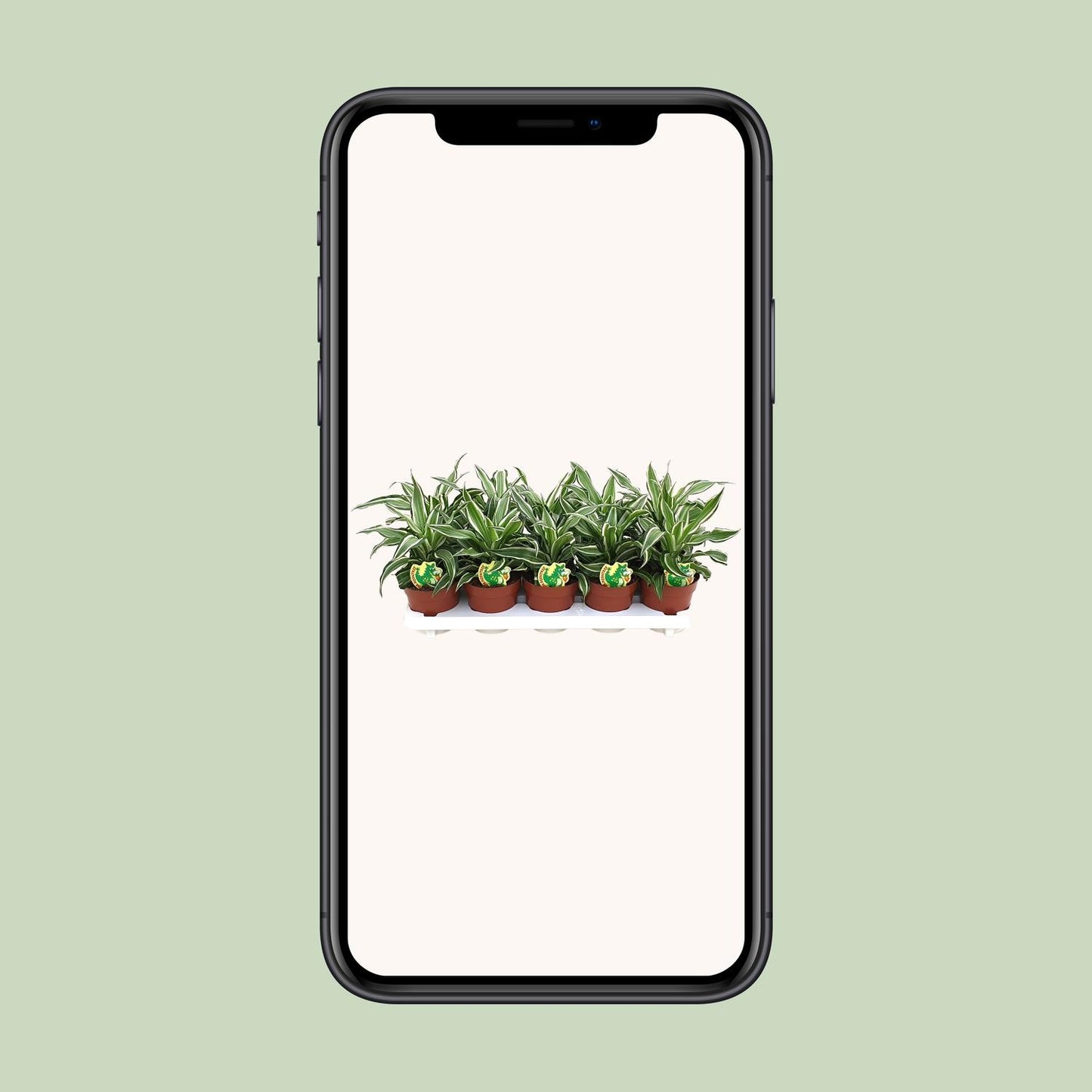 Dracaena Kanzi - Ø12cm - ↕22cm