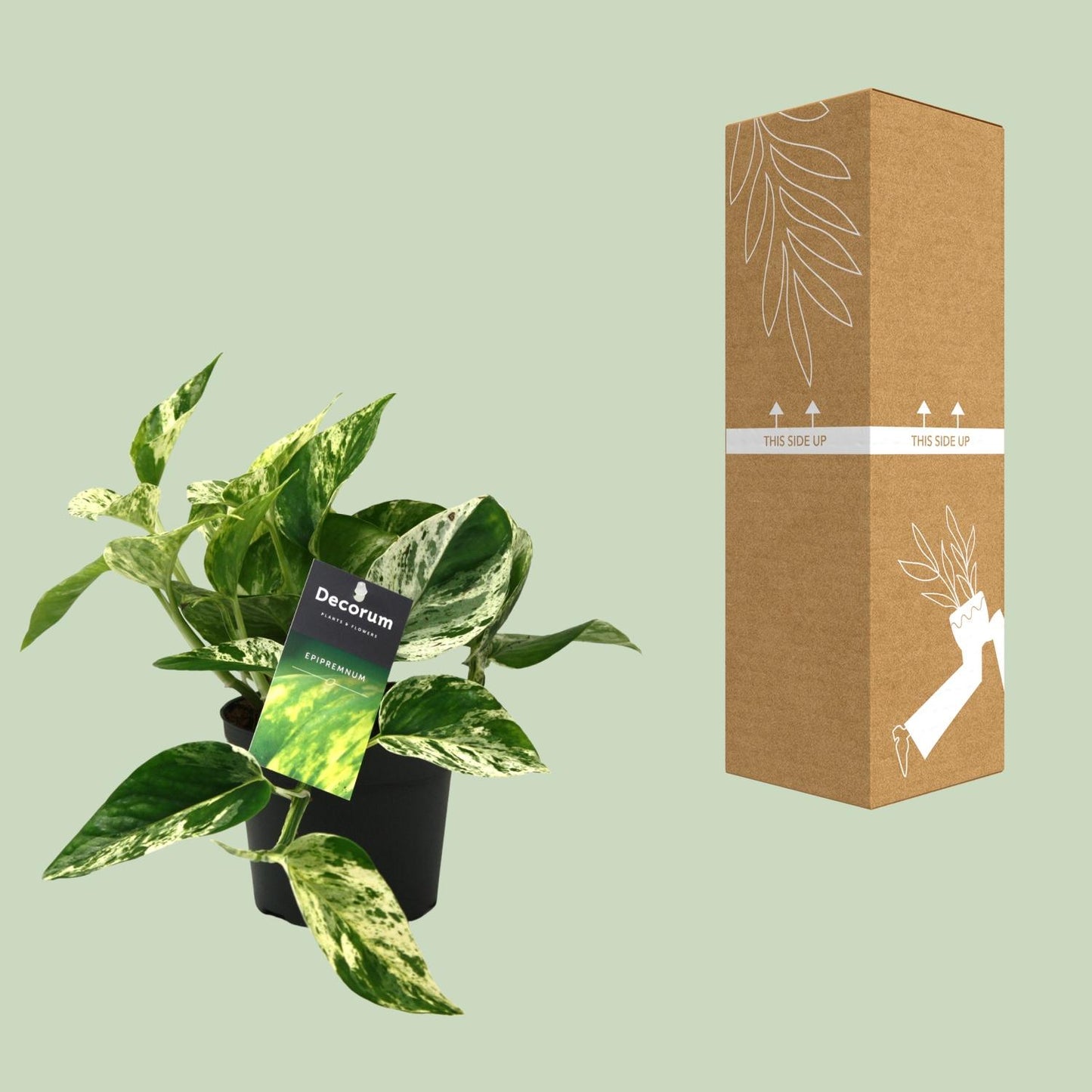 Scindapsus (Epipremnum) Marble Queen - Ø12cm - ↕25cm