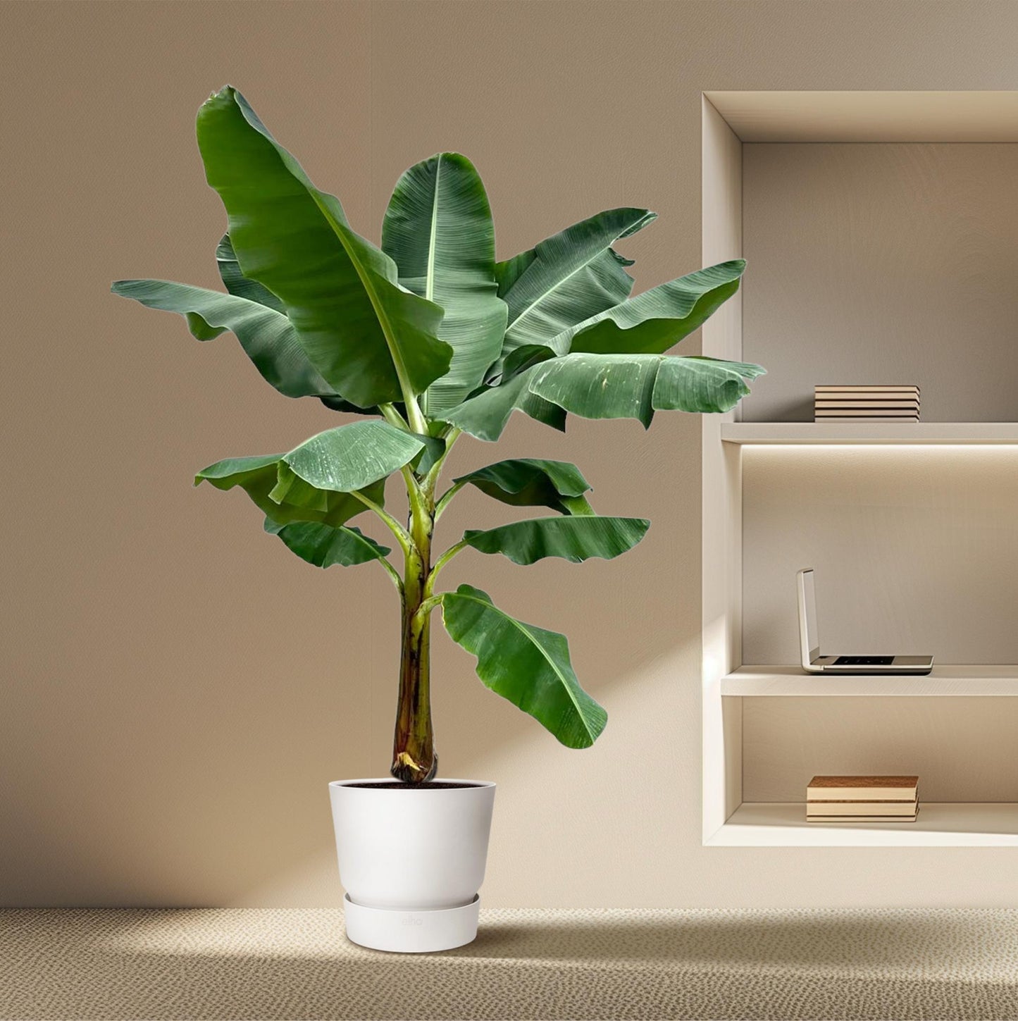 Bananenpflanze 250 cm – Tropisches Flair für Zuhause