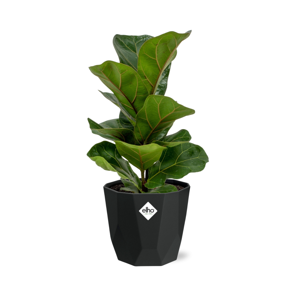Ficus Lyrata ‘Bambino’ in 14cm b.for rock living black