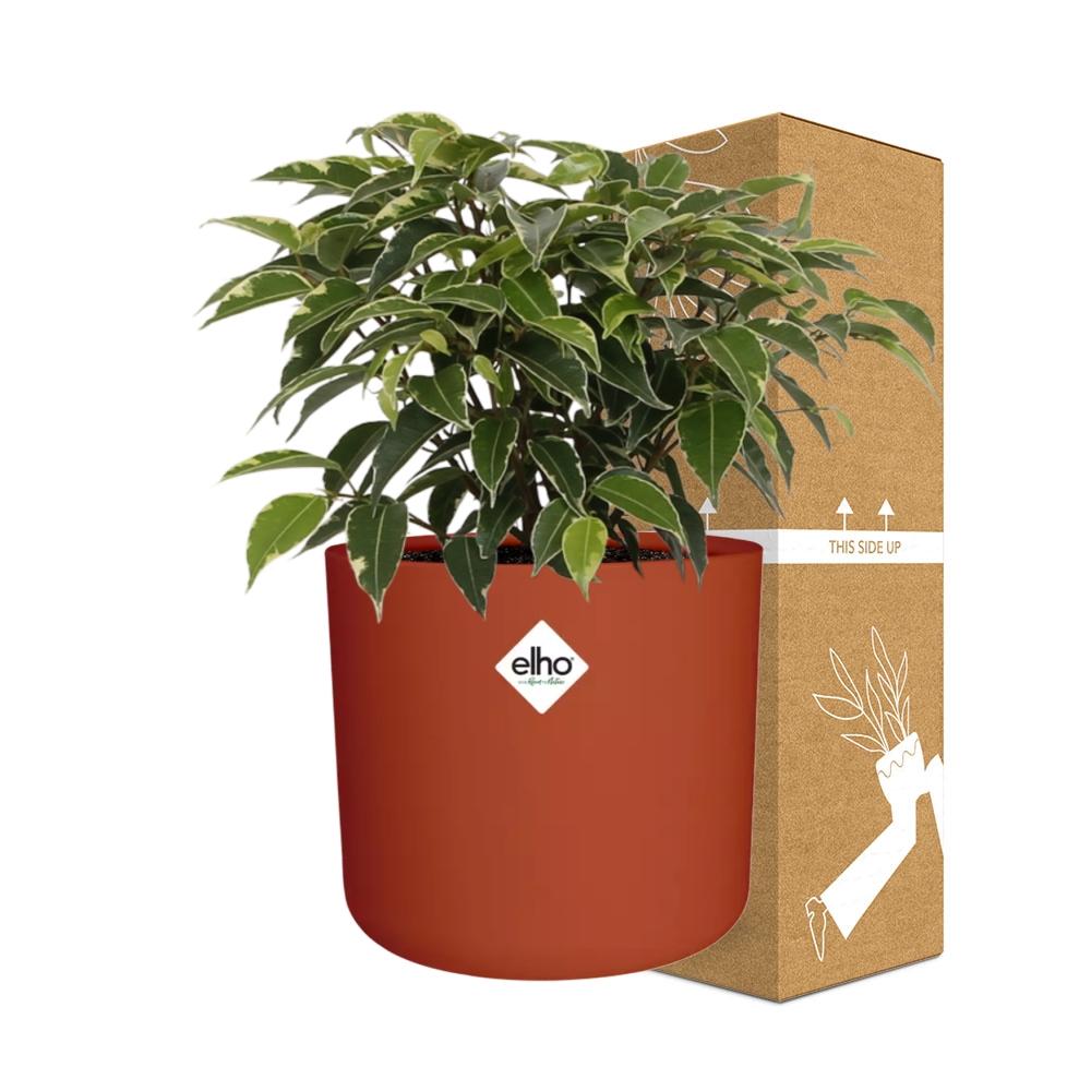 Ficus Benjamina Kinky in ELHO b.for soft rond 14cm brique