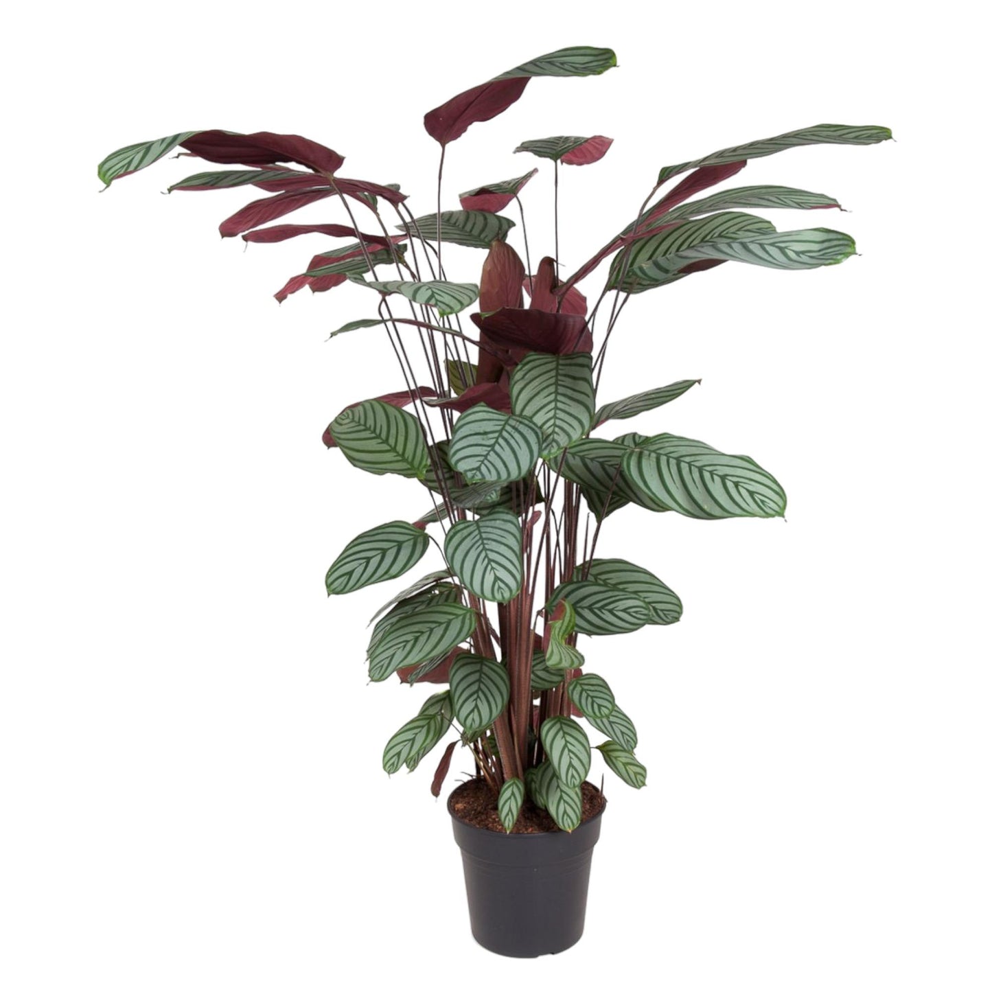 Korbmarante Oppenheimiana – 130 cm dekorative Zimmerpflanze
