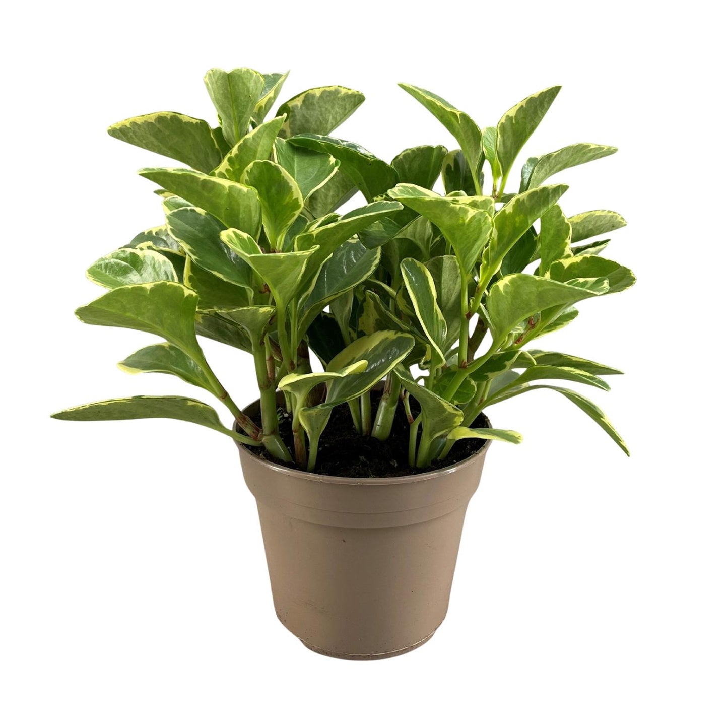 Peperomia Obtusifolia Variegata - Ø15cm - ↕30cm