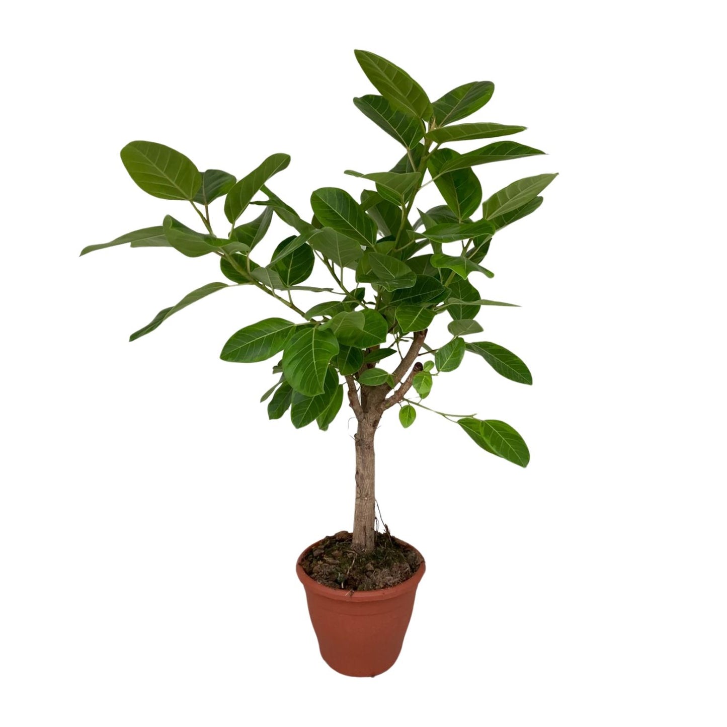 Ficus Altissima - Ø26cm - ↕110cm