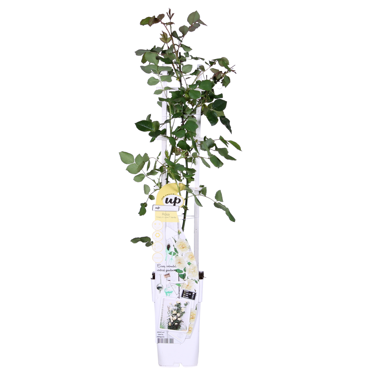Rosa Crazy in love 'Vanilla' - Creme-Rose - Ø15cm - ↕65cm