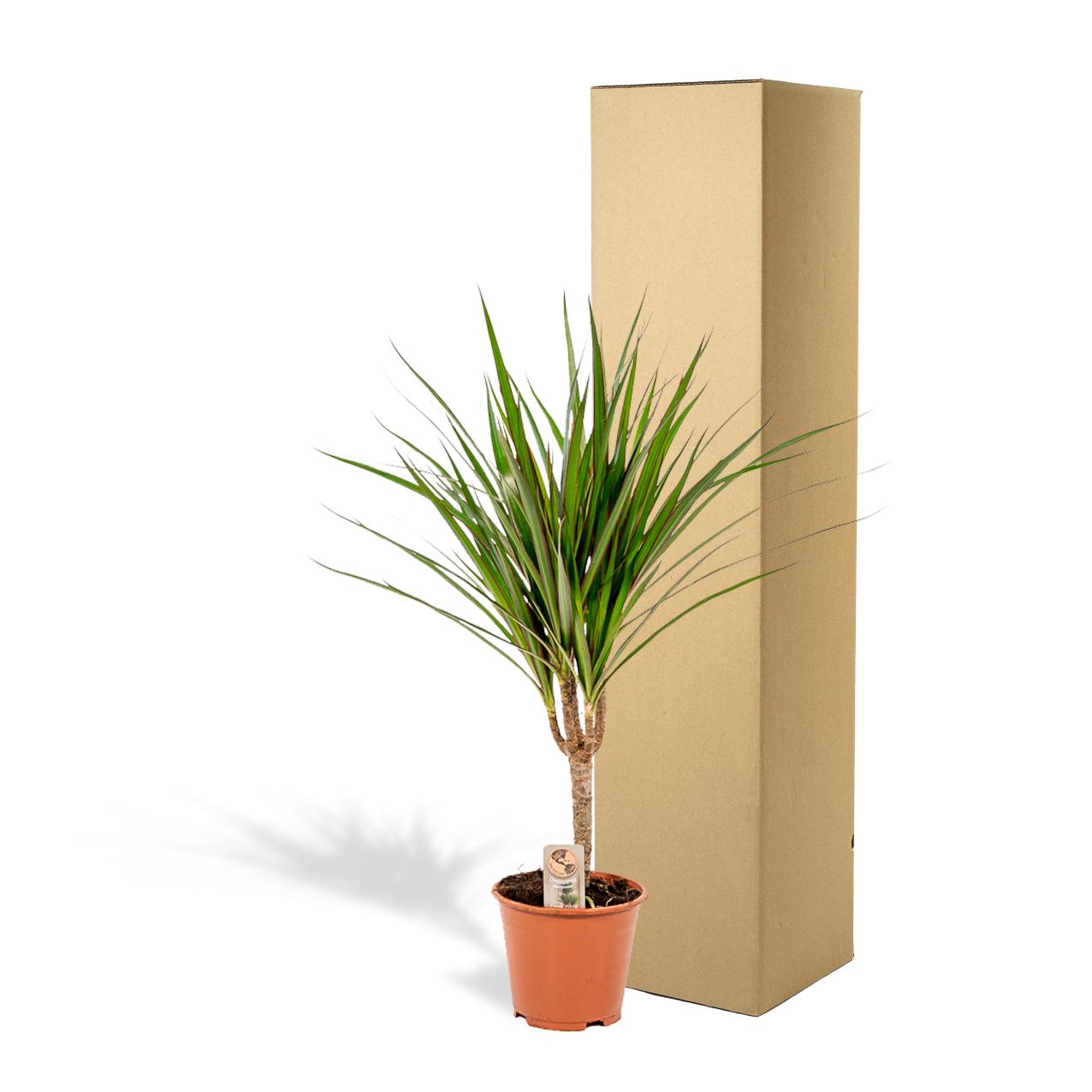 Drachenbaum Marginata – 60 cm pflegeleichte Zimmerpflanze