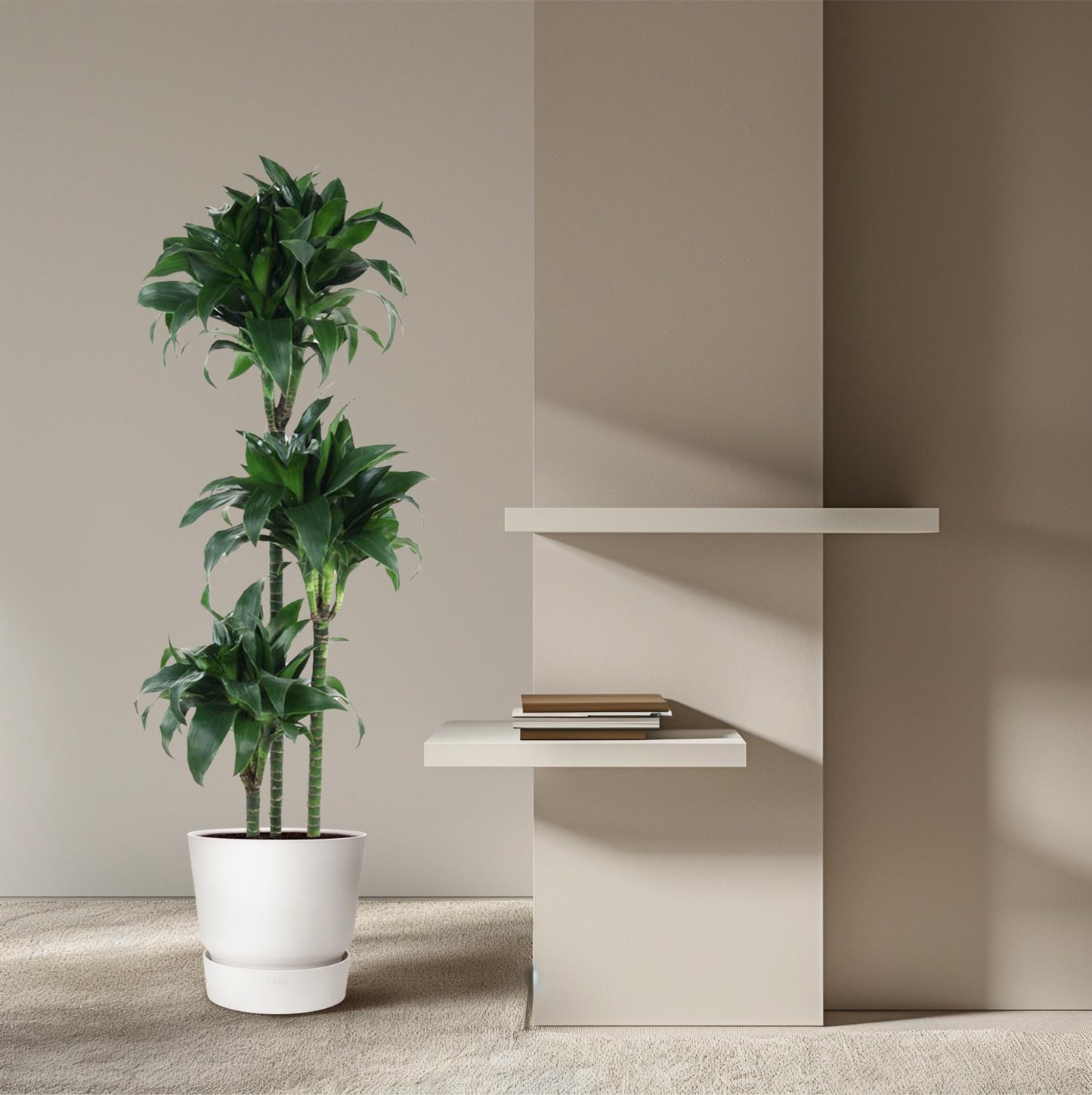 Drachenbaum 'Tatuade' 140 cm – Exotische Zimmerpflanze