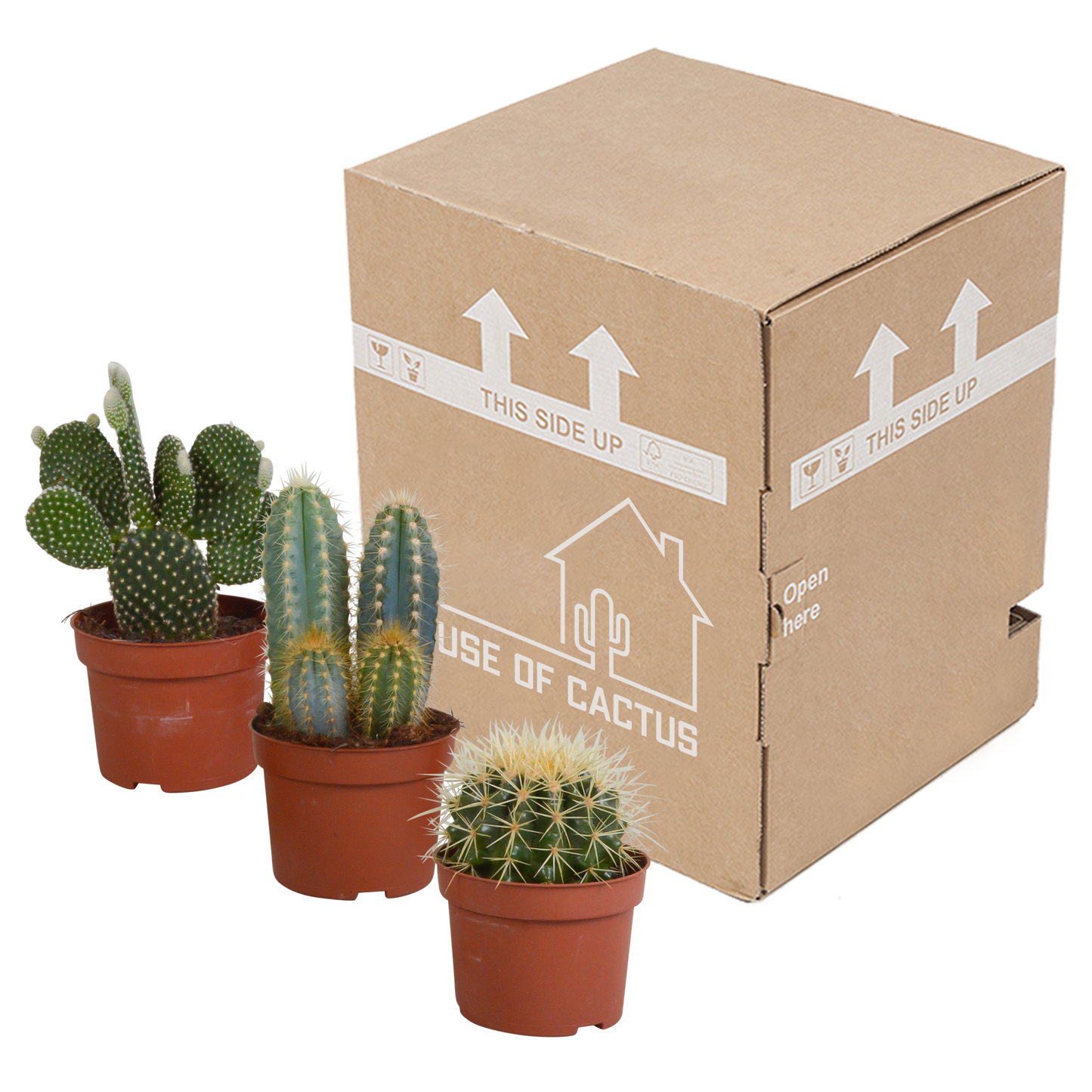 Kakteenmischung 10,5 cm - 3x - zonder pot