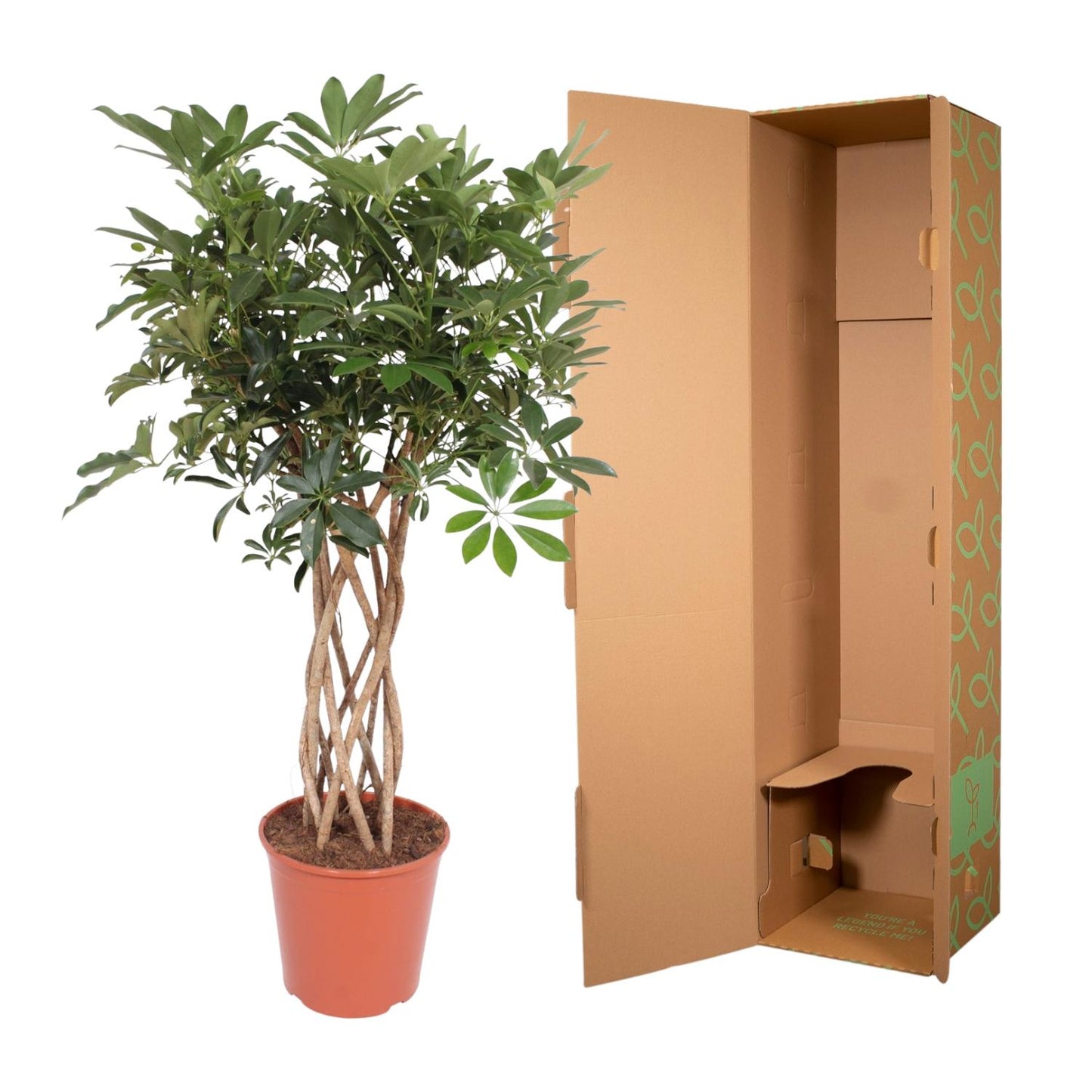 Strahlenaralie 'Compacta' – Geflochtene Zimmerpflanze 130 cm