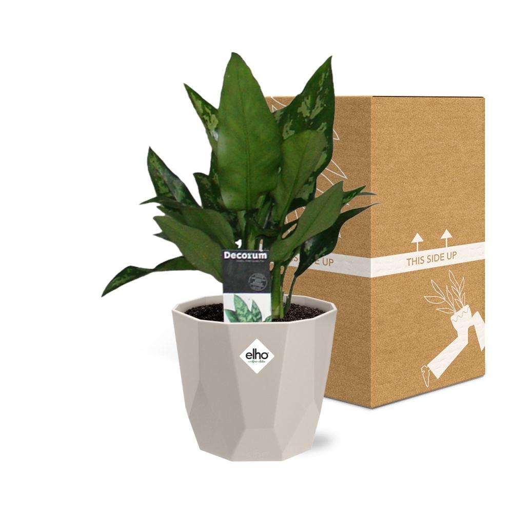 Aglaonema Maria in ELHO b.for rock 14 cm warm grey