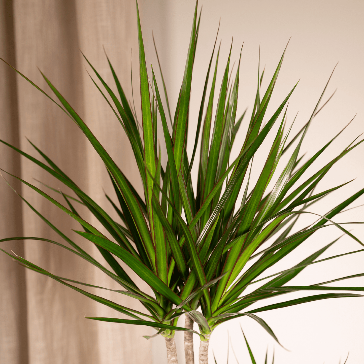 Drachenbaum Marginata 100 cm – Stilvolle Zimmerpflanze