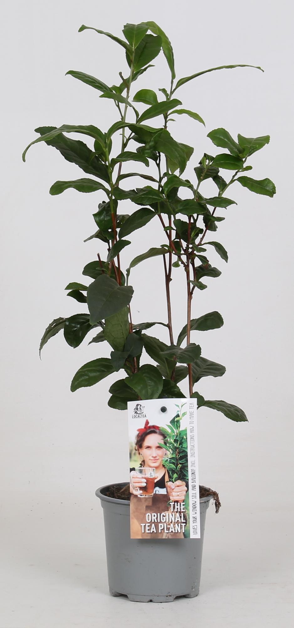Camellia Sinensis - Teepflanze - Ø12cm - ↕40cm