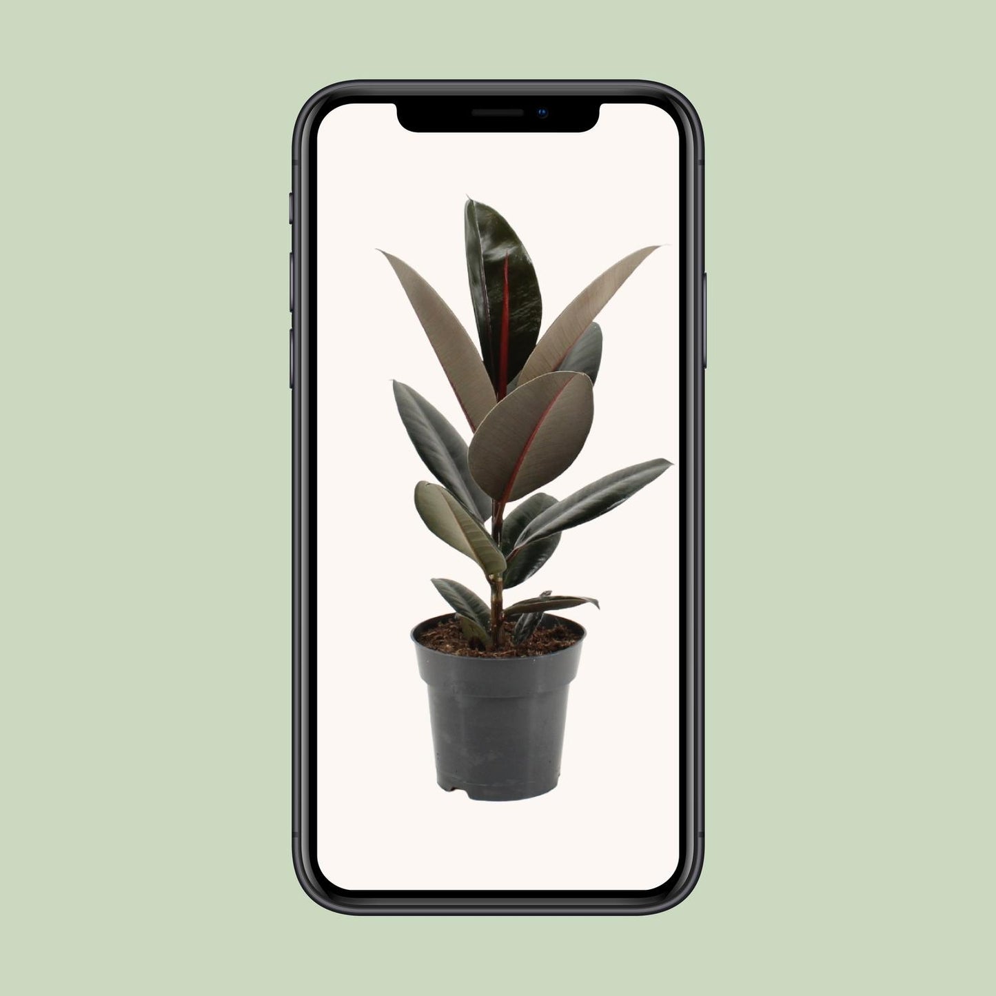 Ficus Elastica Abidjan - Ø17cm - ↕55cm