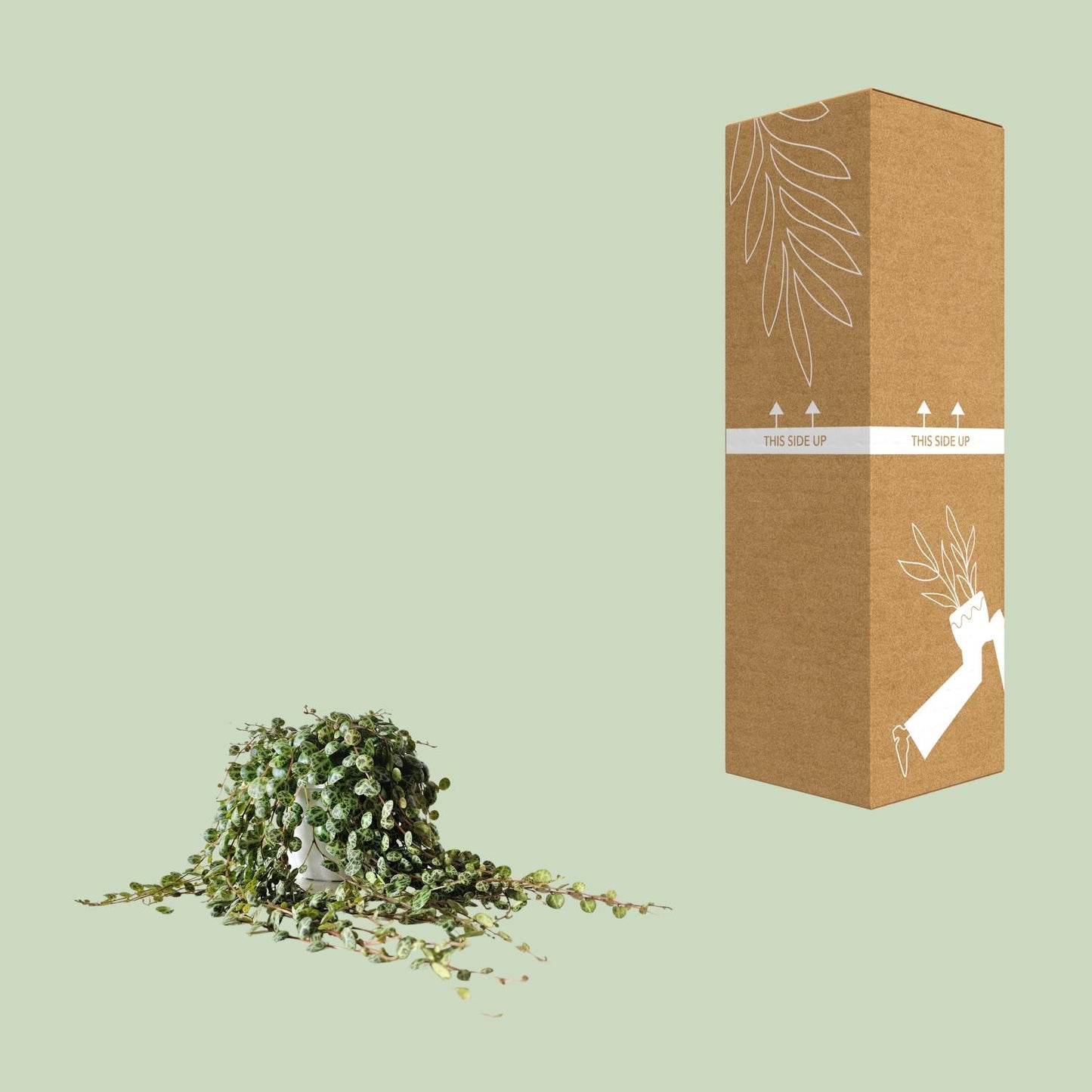 Peperomia Prostrata - Ø11cm - ↕15cm