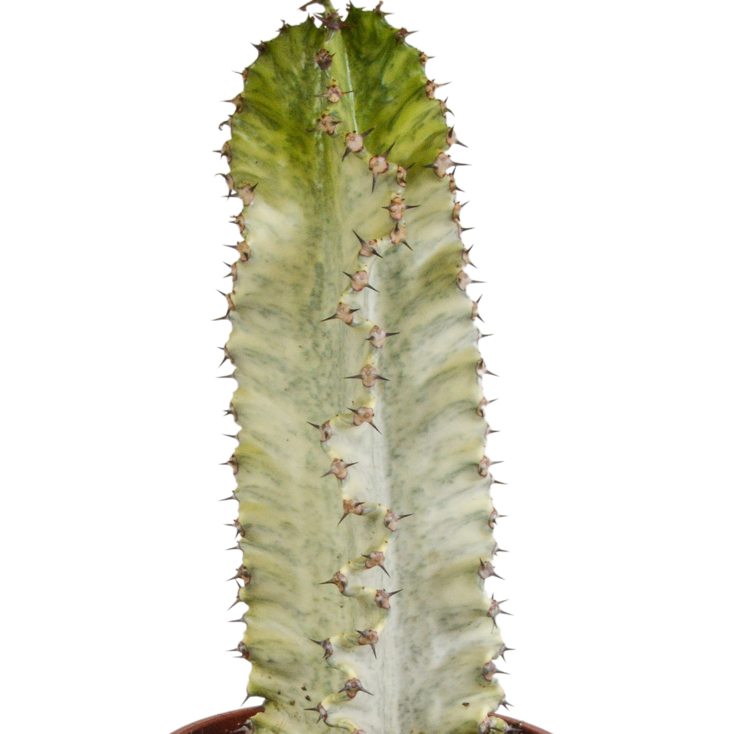 Bunte Wolfsmilch 17 cm – Exotischer Säulenkaktus